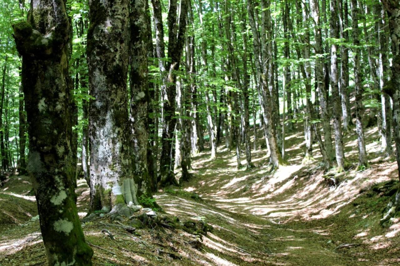Casetta Nel Borgo Olevano Romano Exteriér fotografie