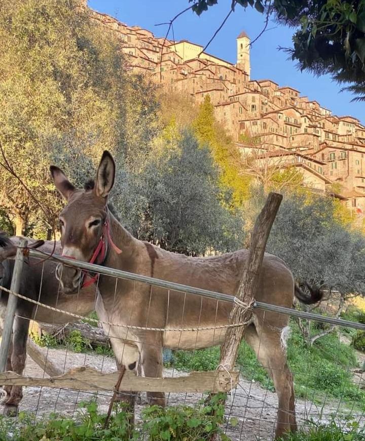 Casetta Nel Borgo Olevano Romano Exteriér fotografie